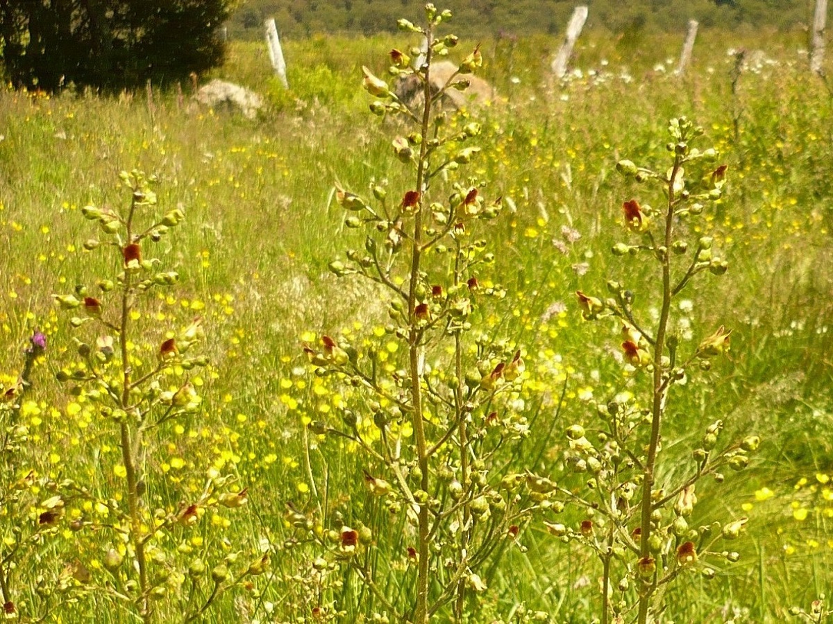 Scrophularia nodosa (Scrophulariaceae)